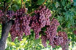 Grapes1