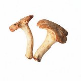 /images/MYPICS/mushroom.jpg