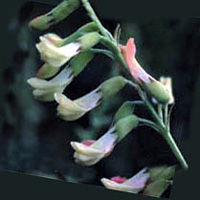 Astragalus