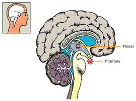 Two brain glands