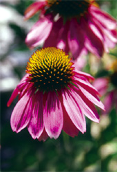 Echinacea