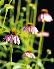 Echinacea