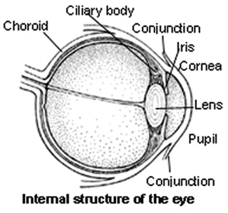 Internal Structure of the Eye