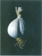 garlic