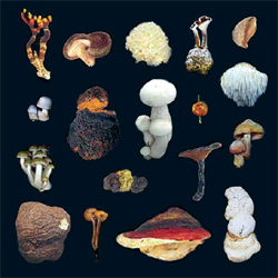 Medecinal Mushrooms