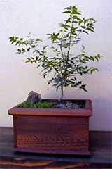 Neem bonsai