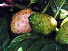 Noni fruit