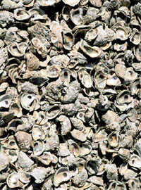 Oyster shells