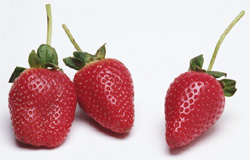 Strawberries