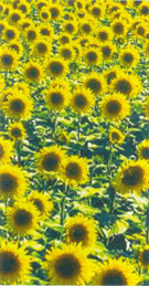 sunflowers