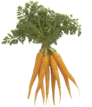 Carrots