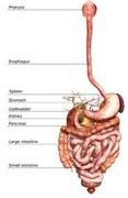 Pancreatic Cancer