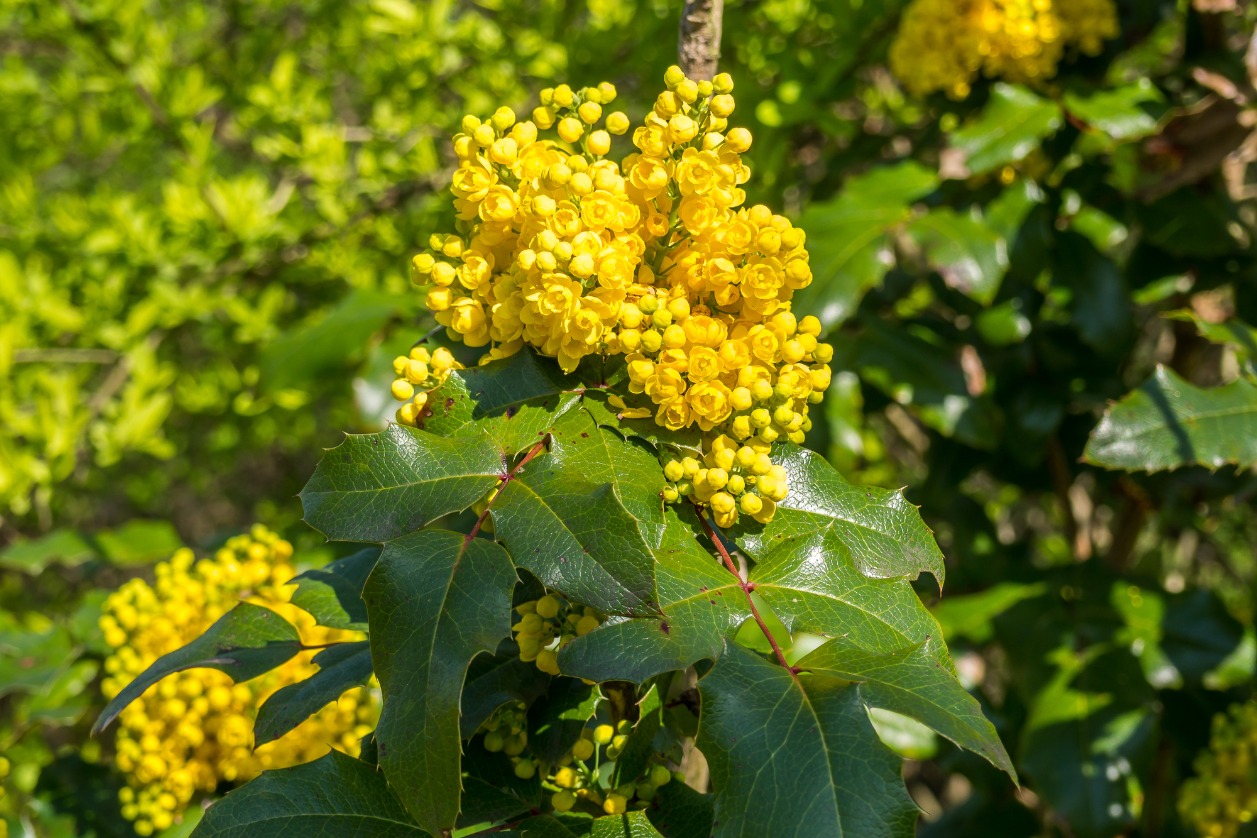 Berberine presensitises cancer cells to radio, chemo.