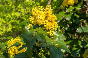 Berberine presensitises cancer cells to radio, chemo.