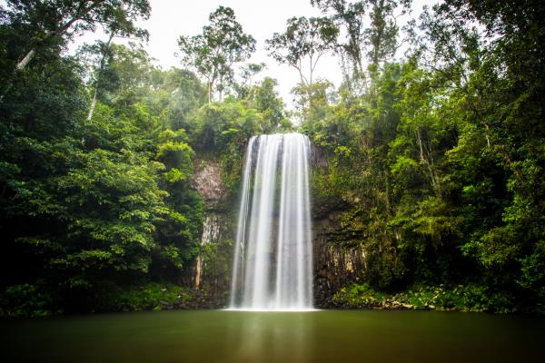 Australian Rainforest berry kills cancer in 5 hours