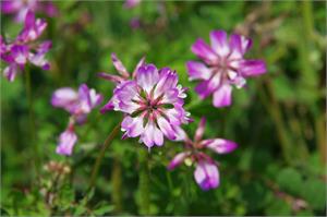 Astragalus, Astragalus membranaceous