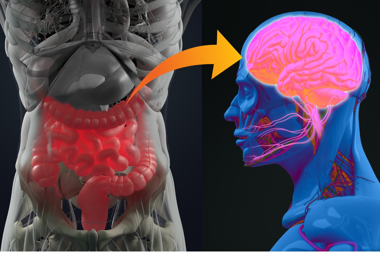 The Gut-brain axis - crucial in brain cancer