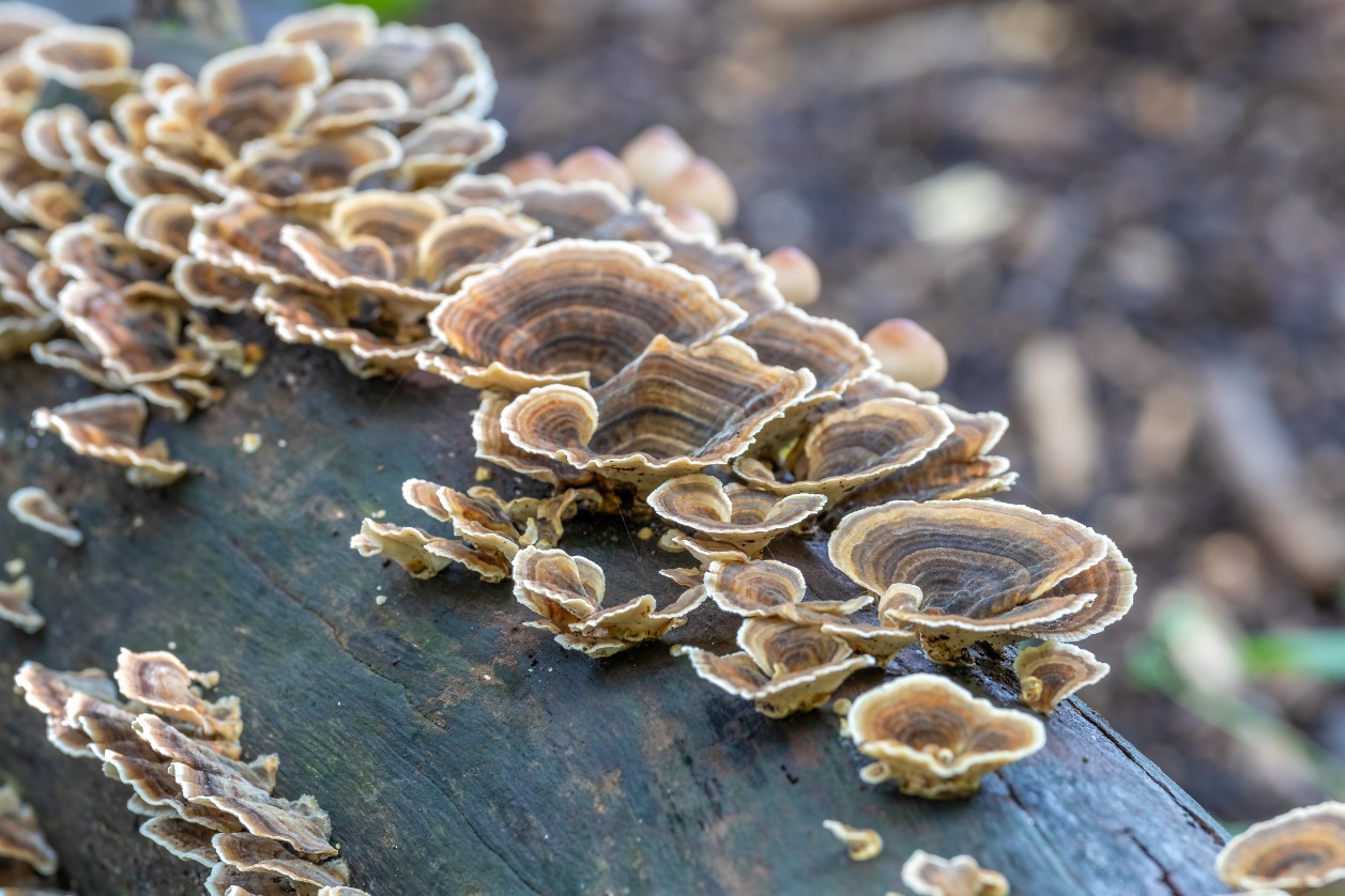 Turkey tail mushroom extract and cancer