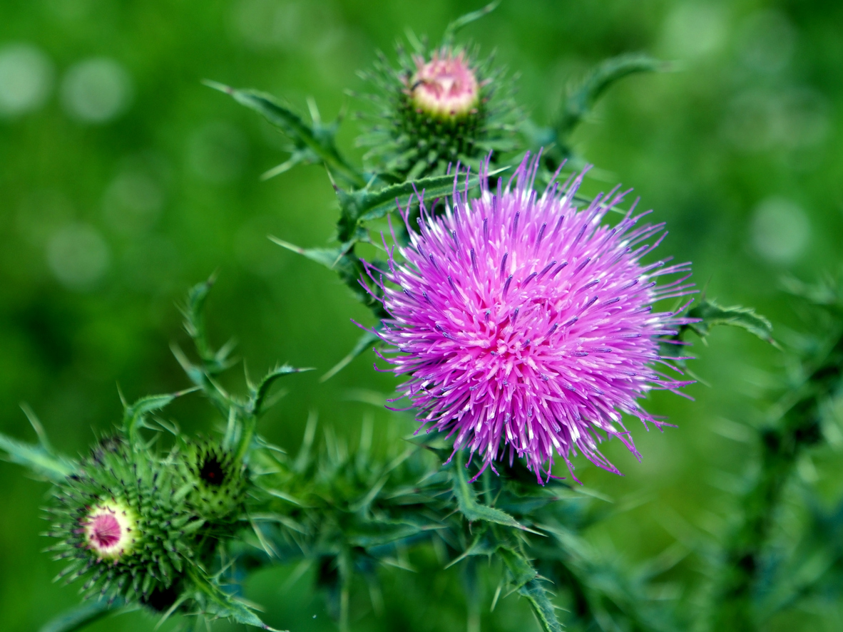 Milk Thistle compound suppresses brain metastases