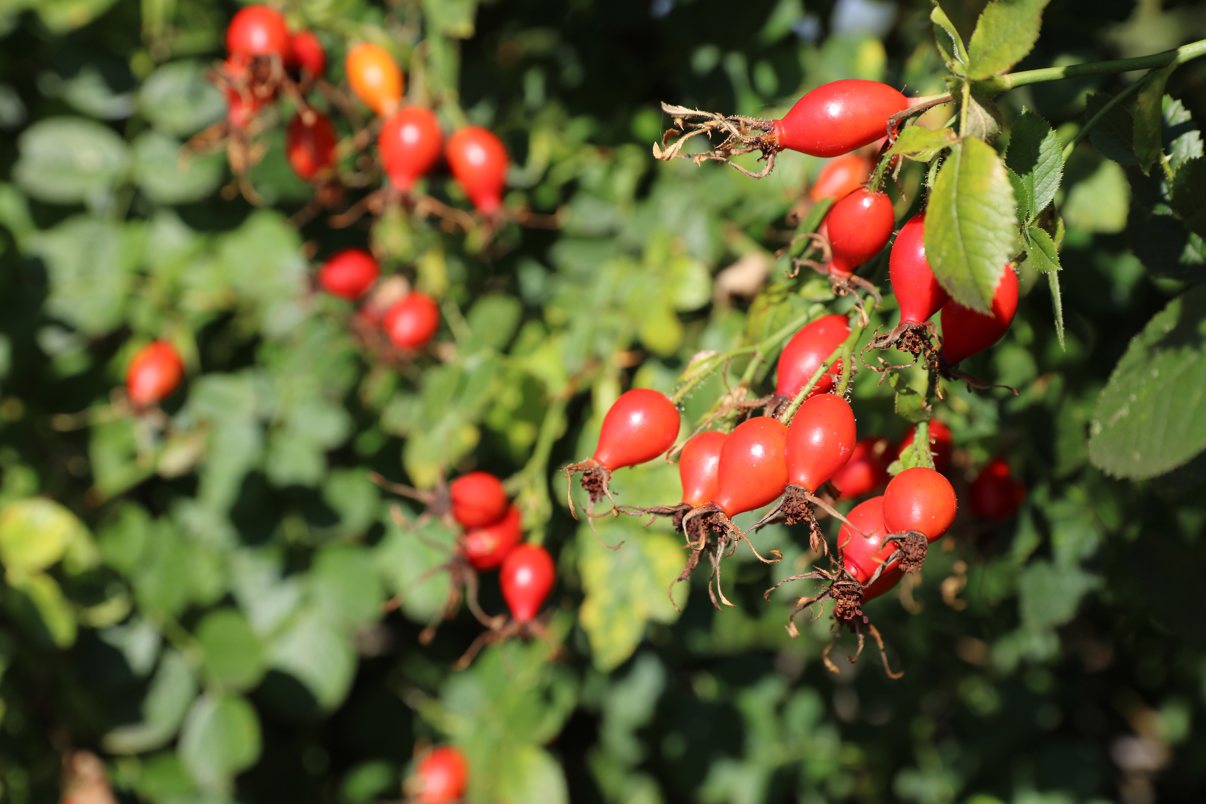 Triple Negative Breast cancer and rose hips