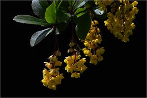 Berberine treats brain cancer better than Temozolomide