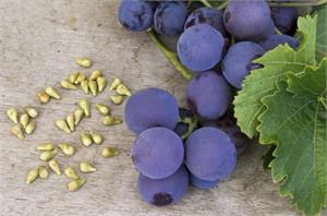 Grape seed extract, OPCs and cancer