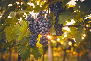 Grape compounds suppress colon cancer