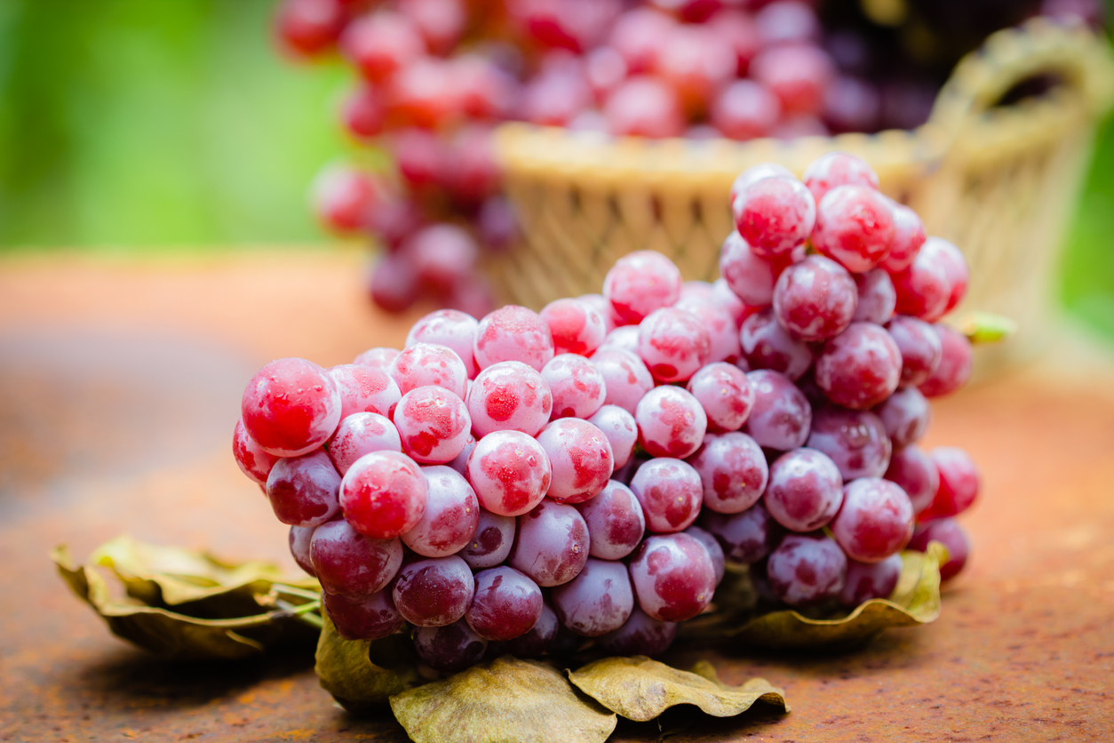 Resveratrol inhibits cancer stem cell renewal