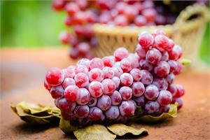 Resveratrol inhibits cancer stem cell renewal