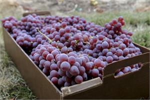 Red grape consumption good in fighting prostate cancer