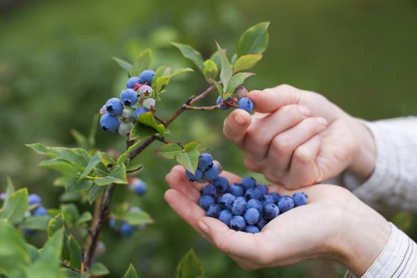 Blueberries make radiotherapy more effective in Cervical cancer