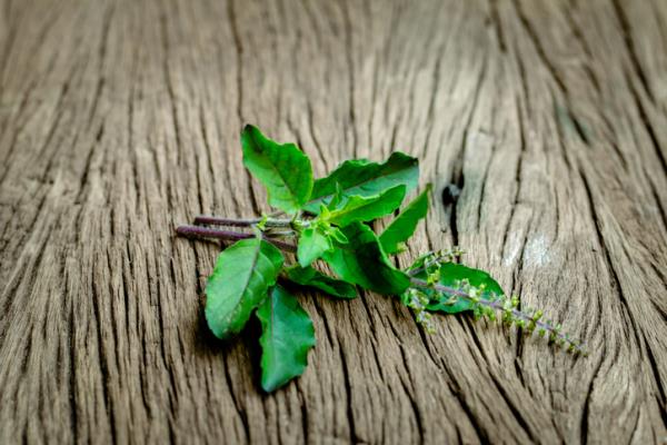 Holy Basil, ursolic acid and cancer