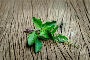 Holy Basil, ursolic acid and cancer