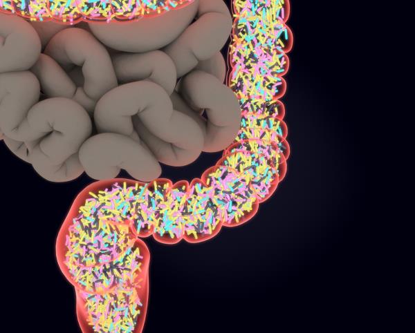 Gut bacteria help immunotherapy drugs work better in humans