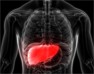 * Liver Cancer - Latest News, Latest Research | CANCERactive