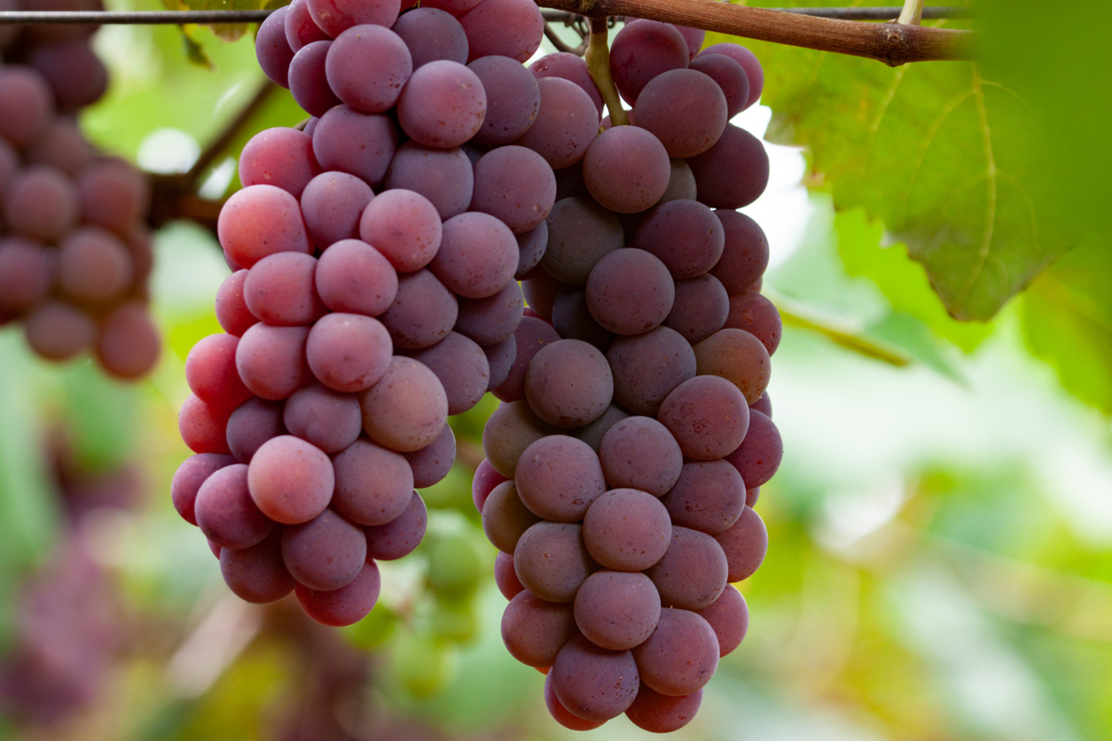 Resveratrol and cancer, dementia, heart health and longevity