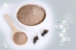 Is Acheta’ cricket protein a real option for the world?