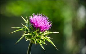 Milk Thistle can help protect your liver and improve chemo