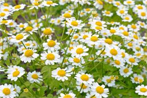 The Truth about Feverfew and cancer