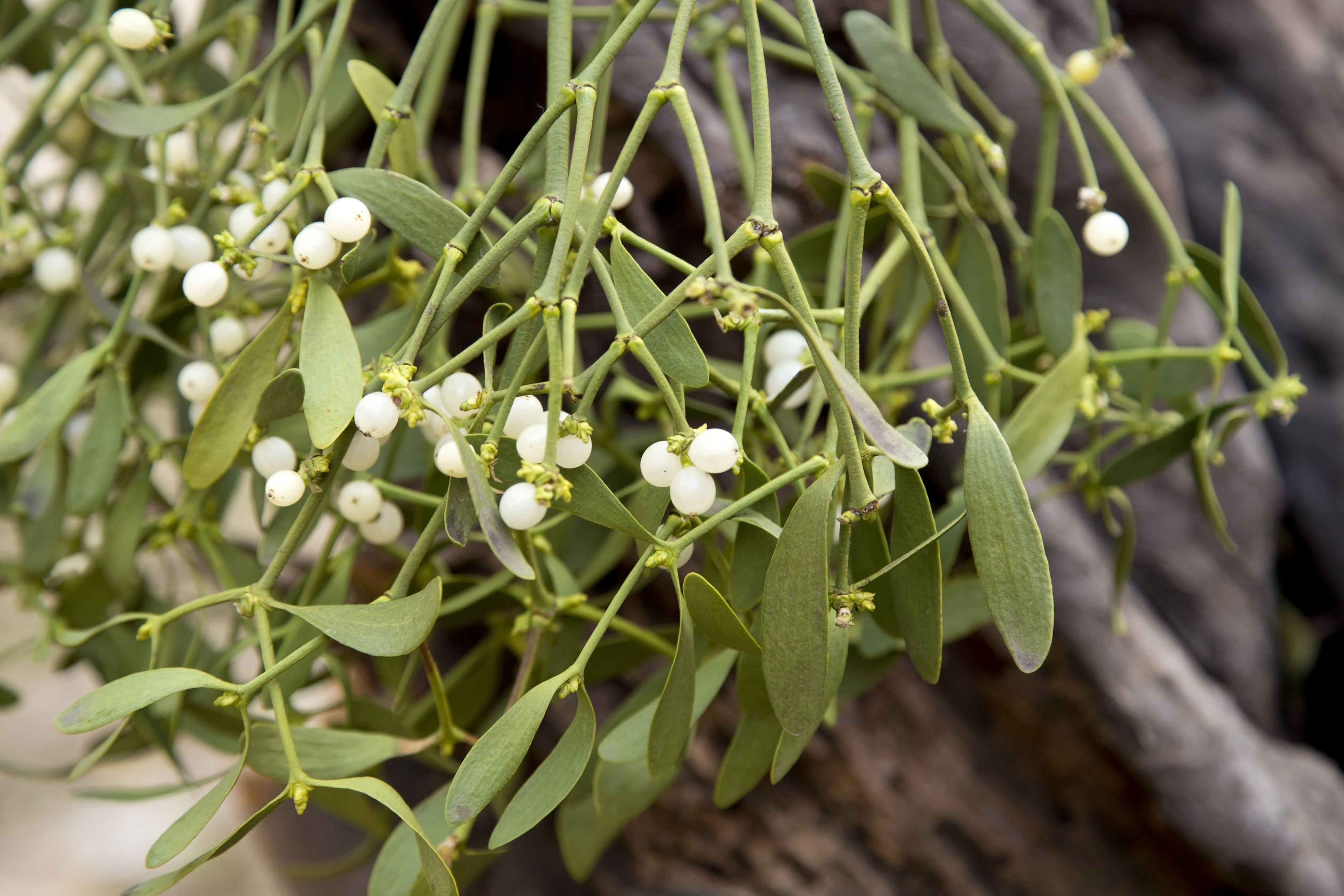 Mistletoe increases cancer survival