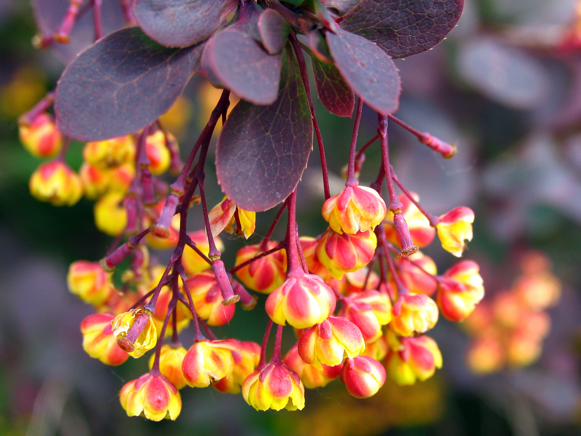 Berberine as a cancer treatment