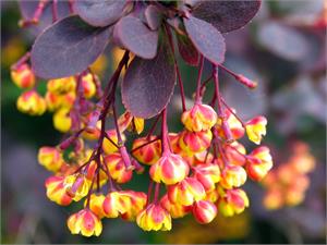 Berberine as a cancer treatment