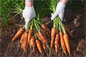 Carrots reduce risk of breast cancer