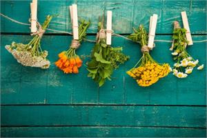 20 Herbs that can fight cancer