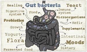 Gut bacteria improve cancer drug results