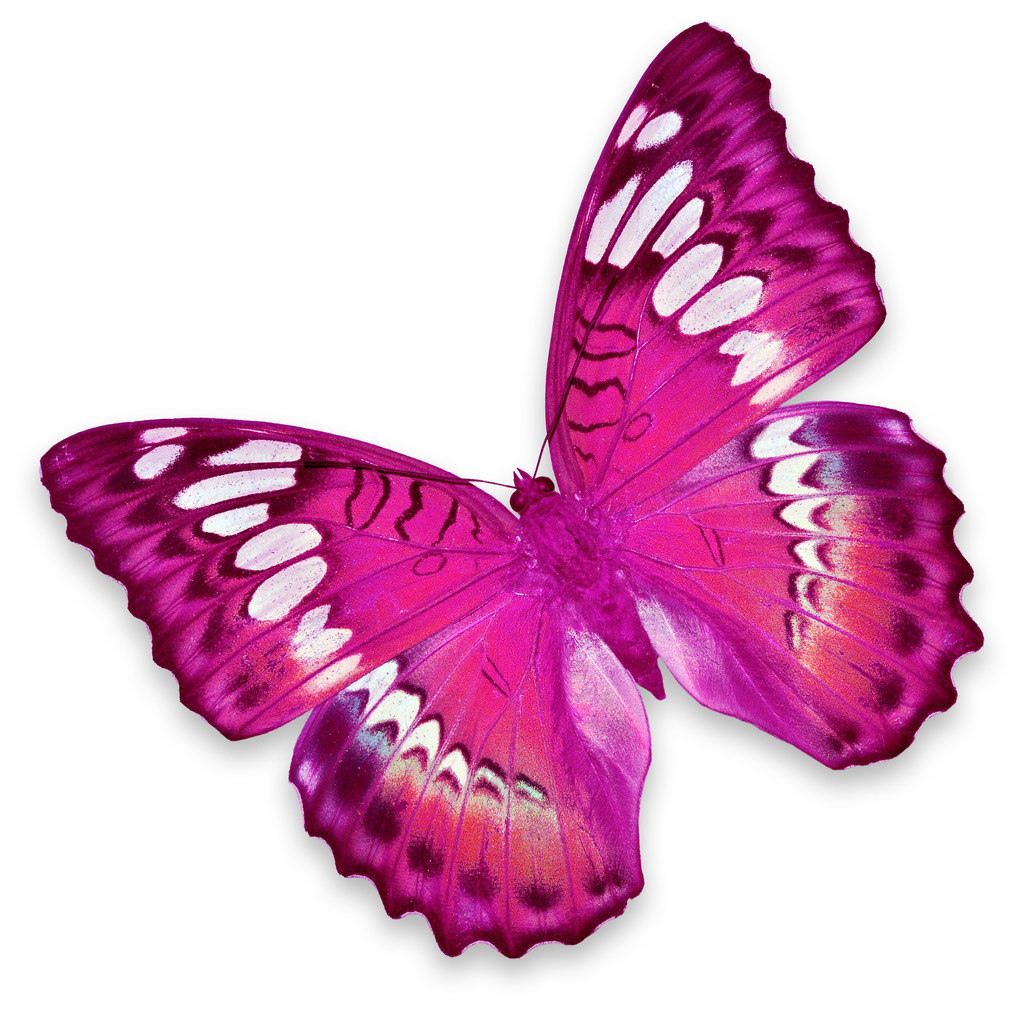 The Butterfly - Catherine Woollams | CANCERactive